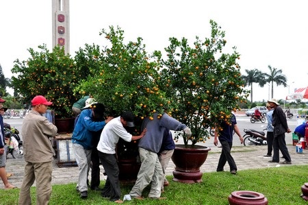 Mai “khủng” giá 150 triệu đồng - 2 Vận chuyển quất từ vườn ra chợ hoa tết Đà Nẵng