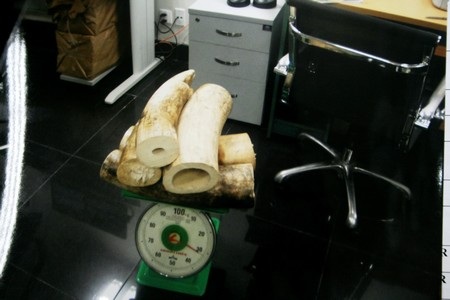 Số tang vật được giám định là ngà voi. Ảnh: M.D.