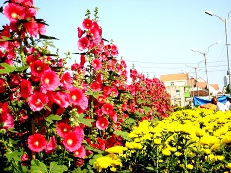 Mãn đình hồng và cúc vàng thi nhau khoe sắc.