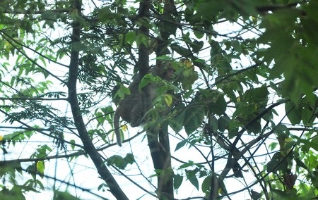 Cây đa nghìn năm tuổi trên núi Sơn Trà