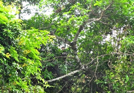 Cây đa nghìn năm tuổi trên núi Sơn Trà