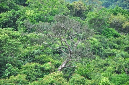 Cây đa nghìn năm tuổi trên núi Sơn Trà