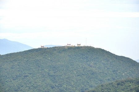 Cây đa nghìn năm tuổi trên núi Sơn Trà