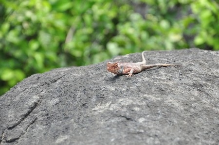 Cây đa nghìn năm tuổi trên núi Sơn Trà