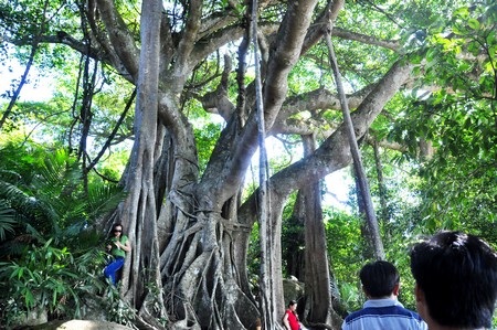 Cây đa nghìn năm tuổi trên núi Sơn Trà