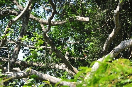 Cây đa nghìn năm tuổi trên núi Sơn Trà