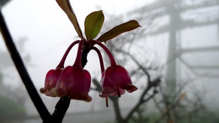 Ngắm Bà Nà trong buổi bình minh