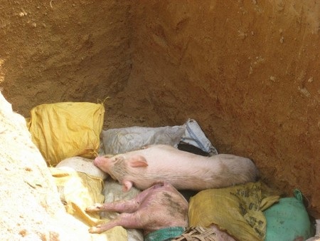 Quảng Nam công bố dịch heo tai xanh - 1 Dịch heo tai xanh bùng phát trở lại trên một số huyện của tỉnh Quảng Nam