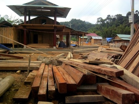 Loại gần 20 dự án thủy điện “treo”, “mất” chủ đầu tư - 1 Người dân TĐC các dự án thủy điện huyện Nam Giang phá rừng lấy gỗ về làm nhà TĐC