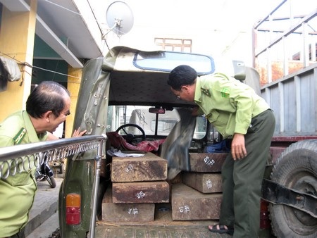 Giả xe biển xanh công an để chở gỗ trái phép - 1 Xe và gỗ được Hạt kiểm lâm Hiệp Đức đang tạm giữ để điều tra