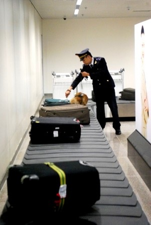 Lực lượng Hải quan sân bay quốc tế Đà Nẵng dùng chó nghiệp vụ để kiểm tra hành lý