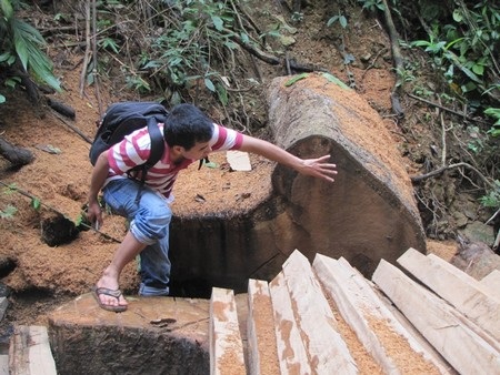 Quảng Nam: Gần 300 vụ phá rừng trong quý 1/2012