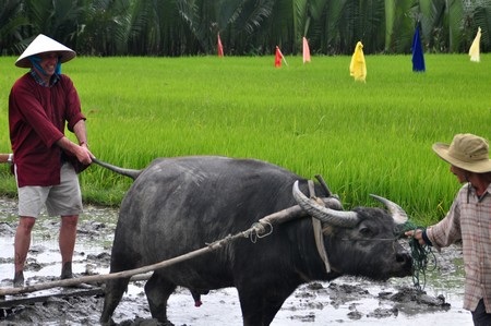 Đến Hội An xem Tây xắn quần... đi cấy - 4 Đến Hội An xem Tây xắn quần... đi cấy