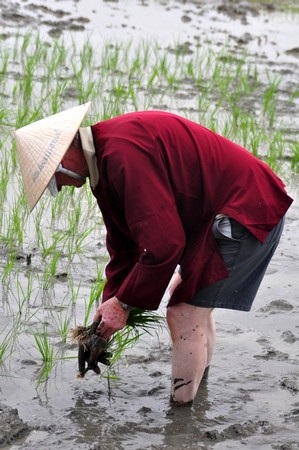 Đến Hội An xem Tây xắn quần... đi cấy - 9 Đến Hội An xem Tây xắn quần... đi cấy