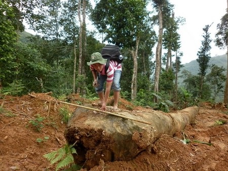 Khởi tố một công ty hủy hoại rừng