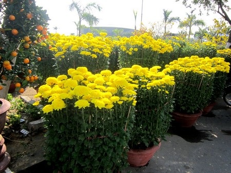 Ngày cuối cùng nhưng hoa vẫn còn nhiều, nhất là hoa cúc nên chủ hoa bắt đầu “xả hàng”