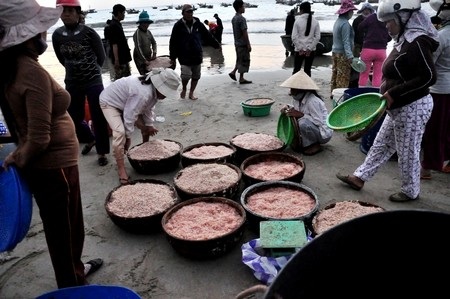 Ngư dân trúng đậm mùa ruốc - 1 Từ mờ sáng, không khí mua bán ruốc trên biển đã tấp nập