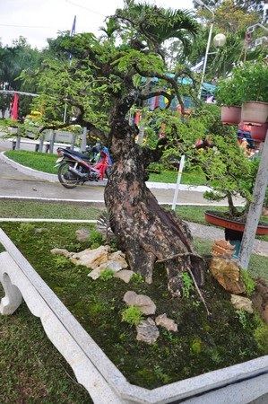 Ngắm những cây kiểng cổ thụ “có tên”, không “có tuổi” - 1 Trên mỗi chậu kiểng, đều có tên tác phẩm của cây