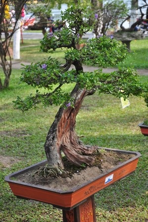 Ngắm những cây kiểng cổ thụ “có tên”, không “có tuổi” - 3 Các nghệ nhân Đà Nẵng cho biết, nhiều chậu kiểng được trưng bày có tuổi đời từ vài chục năm trở lên