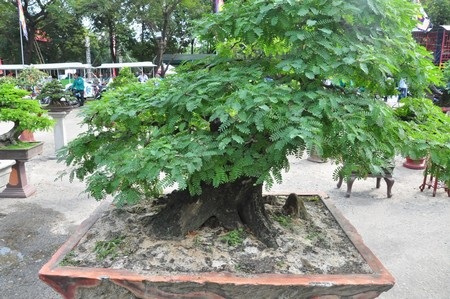 Ngắm những cây kiểng cổ thụ “có tên”, không “có tuổi” - 7 Các nghệ nhân Đà Nẵng cho biết, nhiều chậu kiểng được trưng bày có tuổi đời từ vài chục năm trở lên