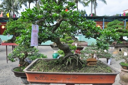 Ngắm những cây kiểng cổ thụ “có tên”, không “có tuổi” - 12 Các nghệ nhân Đà Nẵng cho biết, nhiều chậu kiểng được trưng bày có tuổi đời từ vài chục năm trở lên