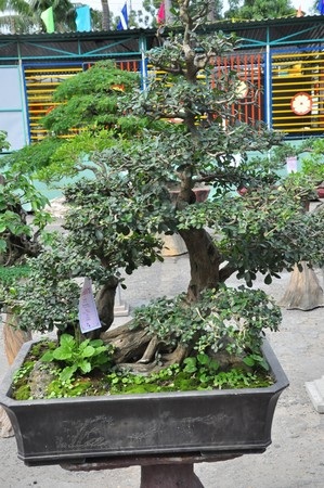 Ngắm những cây kiểng cổ thụ “có tên”, không “có tuổi” - 14 Các nghệ nhân Đà Nẵng cho biết, nhiều chậu kiểng được trưng bày có tuổi đời từ vài chục năm trở lên