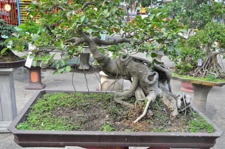 Ngắm những cây kiểng cổ thụ “có tên”, không “có tuổi” - 13 Các nghệ nhân Đà Nẵng cho biết, nhiều chậu kiểng được trưng bày có tuổi đời từ vài chục năm trở lên