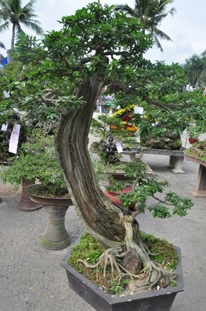 Ngắm những cây kiểng cổ thụ “có tên”, không “có tuổi” - 15 Các nghệ nhân Đà Nẵng cho biết, nhiều chậu kiểng được trưng bày có tuổi đời từ vài chục năm trở lên