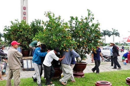 Gần 10 cửu vạn khiêng một chậu quất