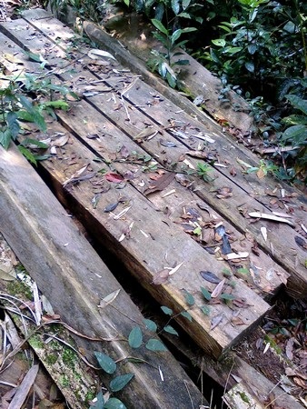 Tiếng kêu cứu từ rừng xanh! - 7 Số gỗ dổi bị lâm tặc bỏ lại hiện trường