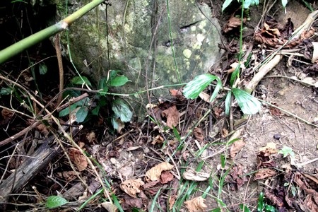 Rất khó để nhận ra chiếc bẫy thú vòng tròn bằng sắt dưới tảng đá