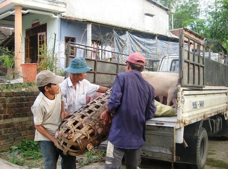 Vùng đệm dịch heo tai xanh được buôn bán thịt heo