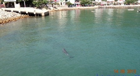 Cá heo bất ngờ xuất hiện tại Cù Lao Chàm - 3 Xuất hiện từ gần 11 giờ trưa đến chiều thì chú cá heo bơi ra biển