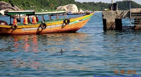 Cá heo bất ngờ xuất hiện tại Cù Lao Chàm - 2 Chủ tịch xã đảo Tân Hiệp – ông Nguyễn An – cũng xác nhận sự việc với PV