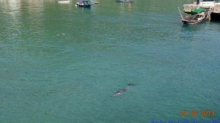 Cá heo bất ngờ xuất hiện tại Cù Lao Chàm - 1 Chú cá Heo xuất hiện quanh bến tàu khách ở đảo Cù Lao Chàm, Hội An. Ảnh: H.N.D.
