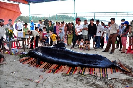 Con cá voi dài khoảng 3,5m, màu đen bóng