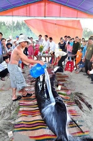 Tưới nước biển liên tục để duy trì sự sống cho con cá voi