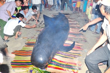 Rất đông người dân các nơi đến sờ thử vào thân cá voi
