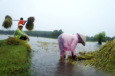 Nông dân Quảng Nam đang tất bật thu hoạch nông sản “chạy” bão số 8 (Ảnh: Công Bính)