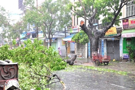 Một cành cây lớn bị gió bão quật gãy trên đường Nguyễn Chí Thanh