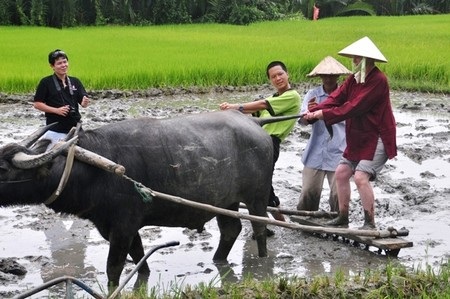 Tìm giải pháp để làng nghề phát triển bền vững với du lịch - 4 Khách du lịch nước ngoài trải nghiệm công việc đi cấy đi cày tại Hội An