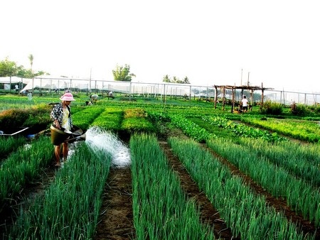 Tìm giải pháp để làng nghề phát triển bền vững với du lịch - 5 Làng rau Trà Quế (Hội An) là một địa chỉ không thể thiếu của du khách trong và ngoài nước