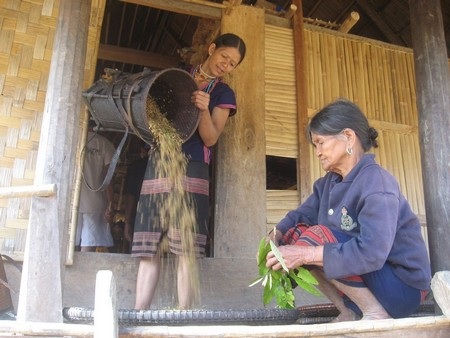 Thưởng thức món cơm lam thịt nướng của đồng bào Cơ tu - 3 Lúa dùng nấu cơm được mang từ nương về làm sạch