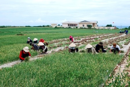 Người dân Lý Sơn thu hoạnh hành, tỏi