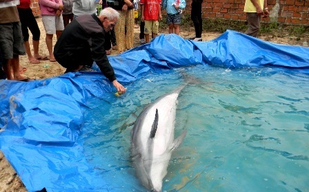 Nhiều người lấy nước trong hố của cá heo bơi để cho trẻ em tắm vì cho rằng tốt