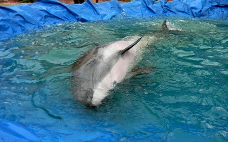 Cá heo tấp vào bờ được ngư dân chăm sóc