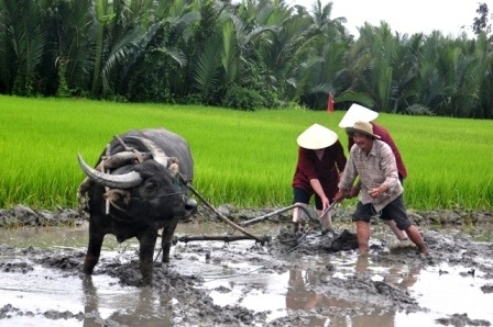 Khách Tây thích thú với tour “đi cày đi cấy” ở Hội An - 6 Tour du lịch này chỉ có ở Hội An