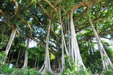 Cây đa có 26 rễ phụ với chiều cao hàng chục mét
