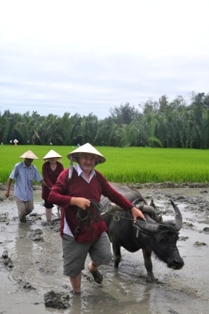 Khách Tây thích thú với tour “đi cày đi cấy” ở Hội An - 3 Sau đó là dắt trâu ra cày