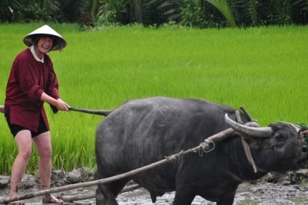 Khách Tây thích thú với tour “đi cày đi cấy” ở Hội An - 8 Du khách có vẻ sành điệu khi đi bừa ruộng